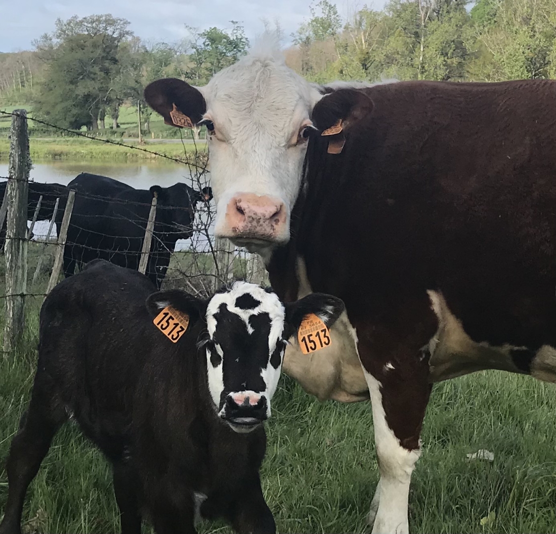 Croisé Hereford Angus